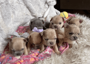 Frenchie Friday Mar 31, 2023
