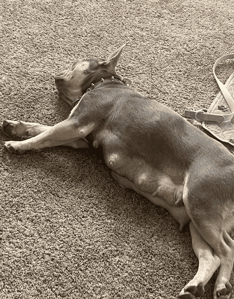 Frenchie Friday Mar 24, 2023