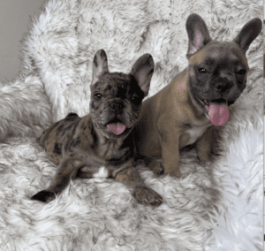 Frenchie Friday Mar 3, 2023