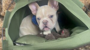 Frenchie Friday Mar 24, 2023