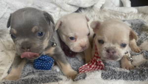 Frenchie Friday Mar 31, 2023