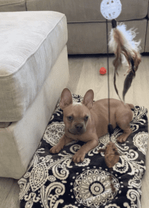 Frenchie Friday Mar 3, 2023