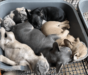 Frenchie Friday Mar 3, 2023