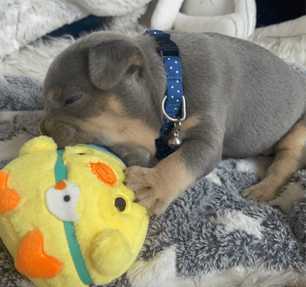 Salem Lilac and Tan French Bulldog Male | Born March 2nd 2023