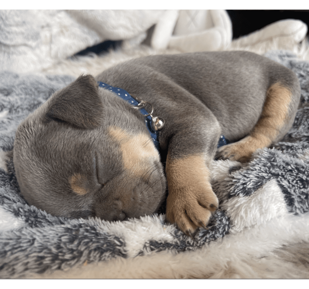 Salem Lilac and Tan French Bulldog Male | Born March 2nd 2023