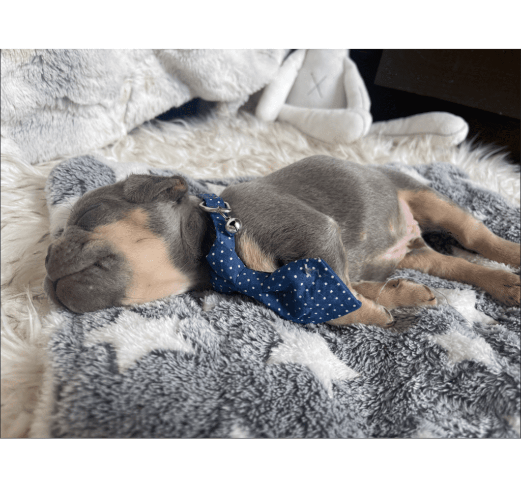 Salem Lilac and Tan French Bulldog Male | Born March 2nd 2023