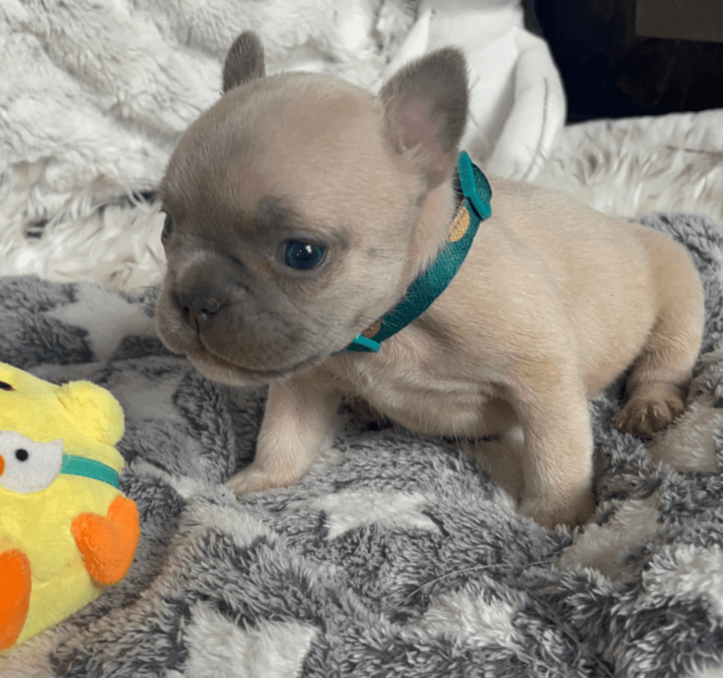 Sedona Lilac Fawn French Bulldog Female | Born March 2nd 2023