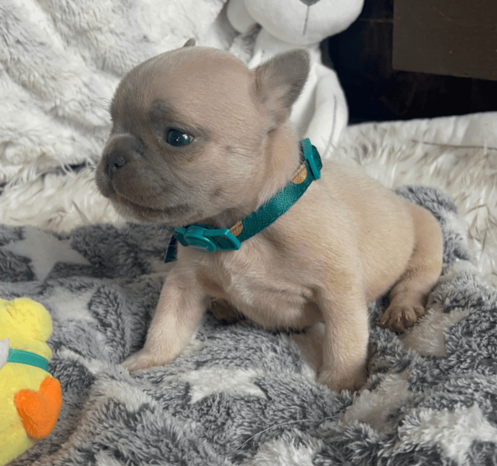 Sedona Lilac Fawn French Bulldog Female | Born March 2nd 2023