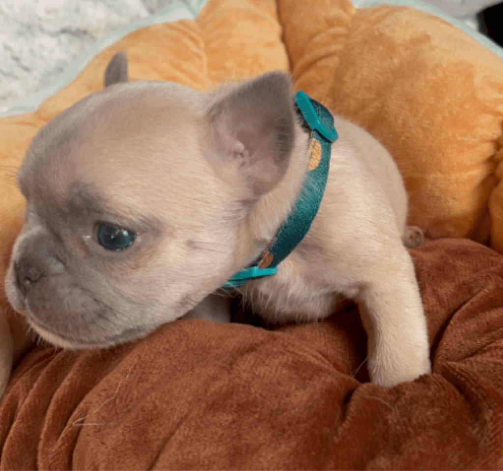 Sedona Lilac Fawn French Bulldog Female | Born March 2nd 2023