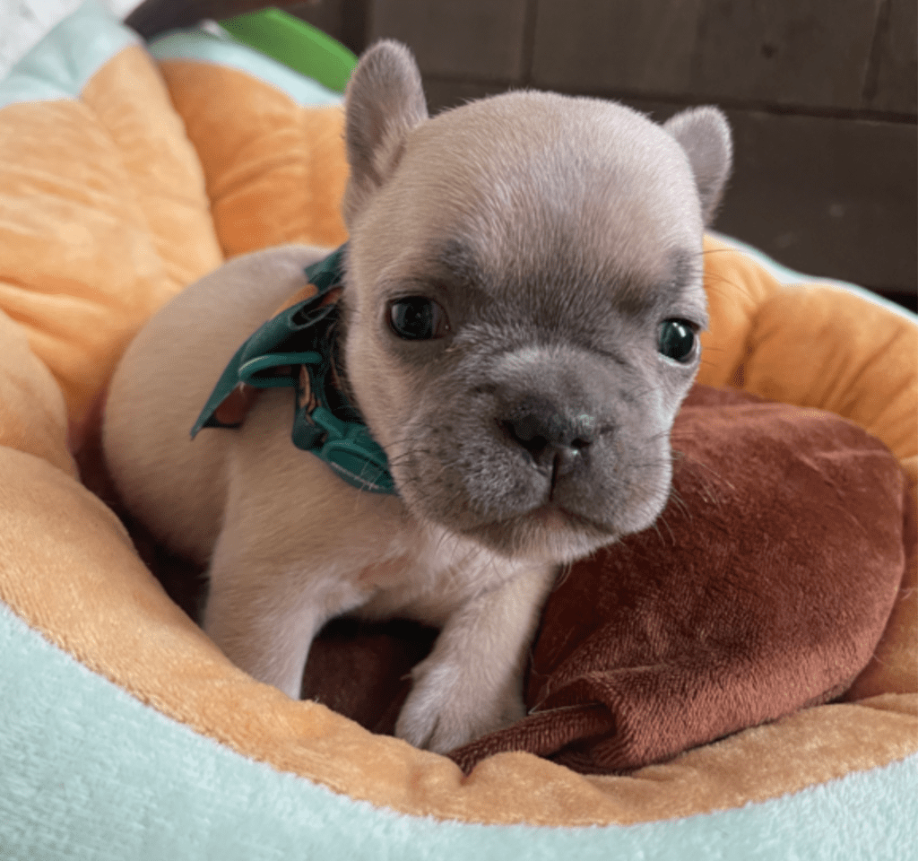 Sedona Lilac Fawn French Bulldog Female | Born March 2nd 2023