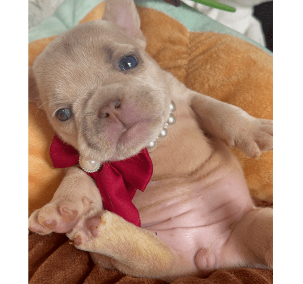 Savannah Lilac Fawn Merle French Bulldog Female | Born March 2nd 2023