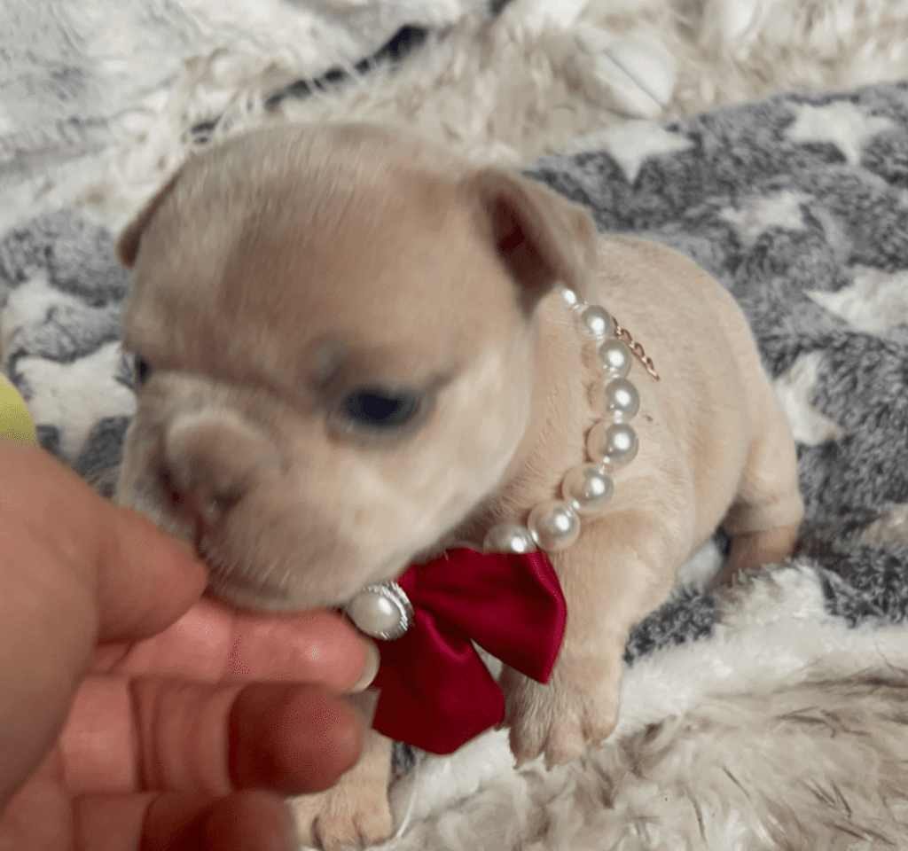 Savannah Lilac Fawn Merle French Bulldog Female | Born March 2nd 2023