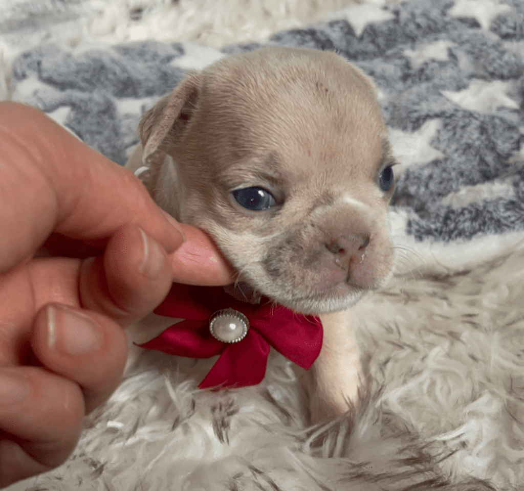 Savannah Lilac Fawn Merle French Bulldog Female | Born March 2nd 2023