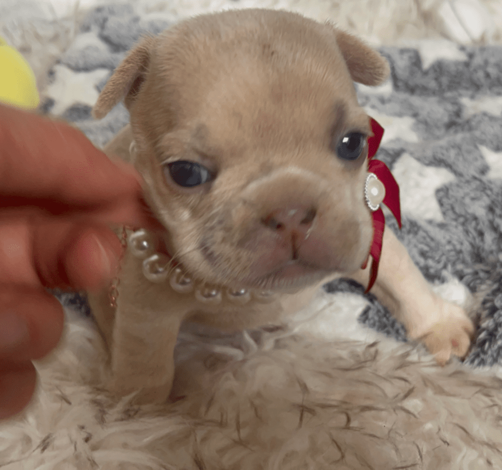Savannah Lilac Fawn Merle French Bulldog Female | Born March 2nd 2023