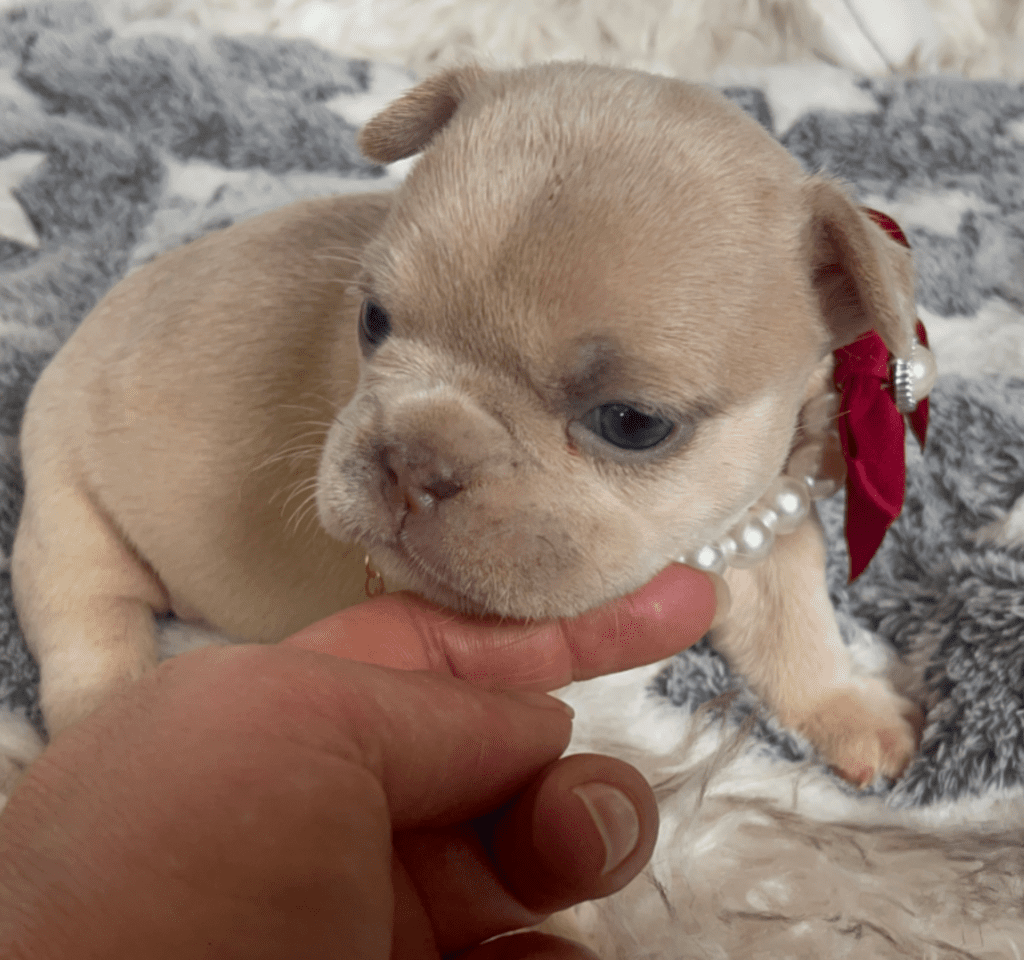 Savannah Lilac Fawn Merle French Bulldog Female | Born March 2nd 2023