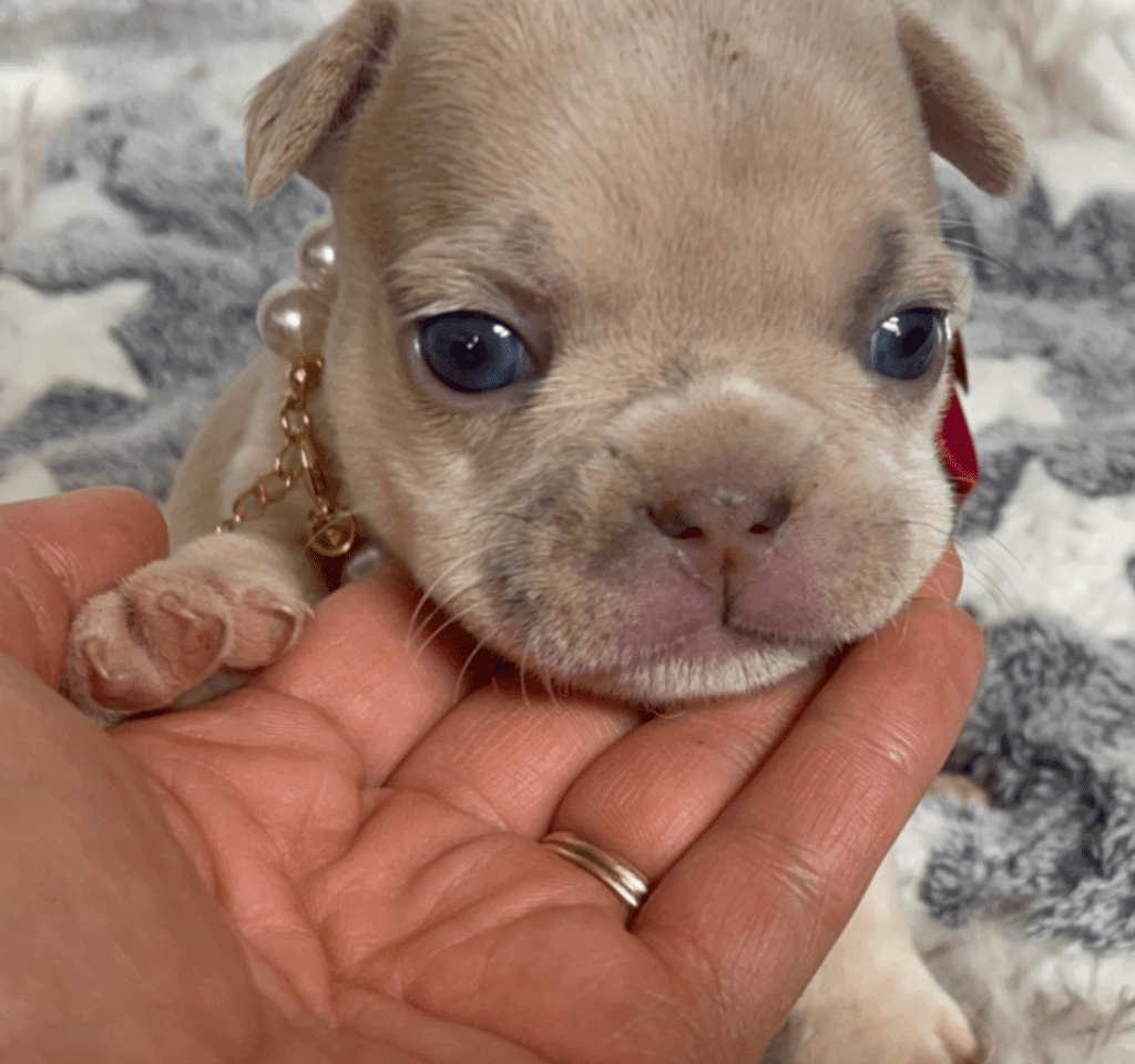 Savannah Lilac Fawn Merle French Bulldog Female | Born March 2nd 2023
