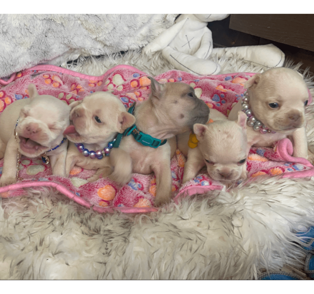 Skye Platinum French Bulldog Female | Born March 2nd 2023