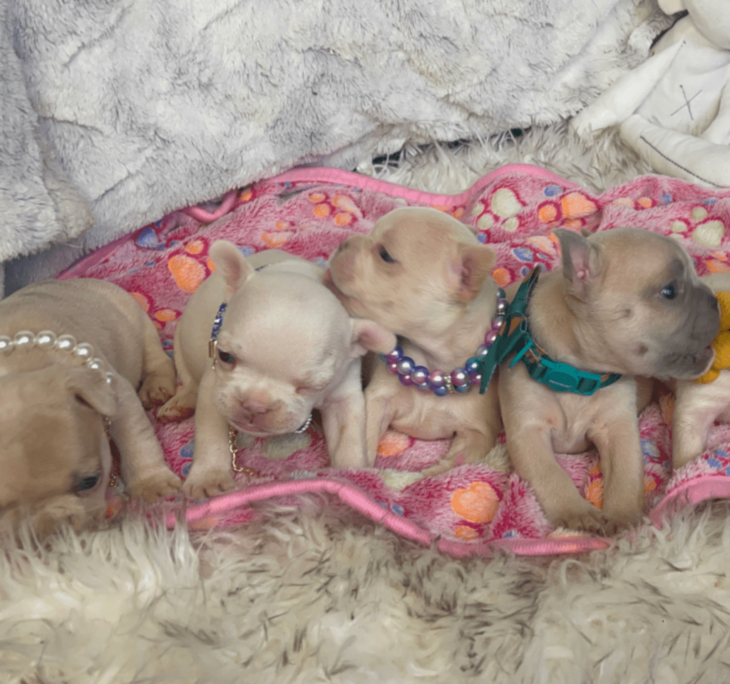 Skye Platinum French Bulldog Female | Born March 2nd 2023