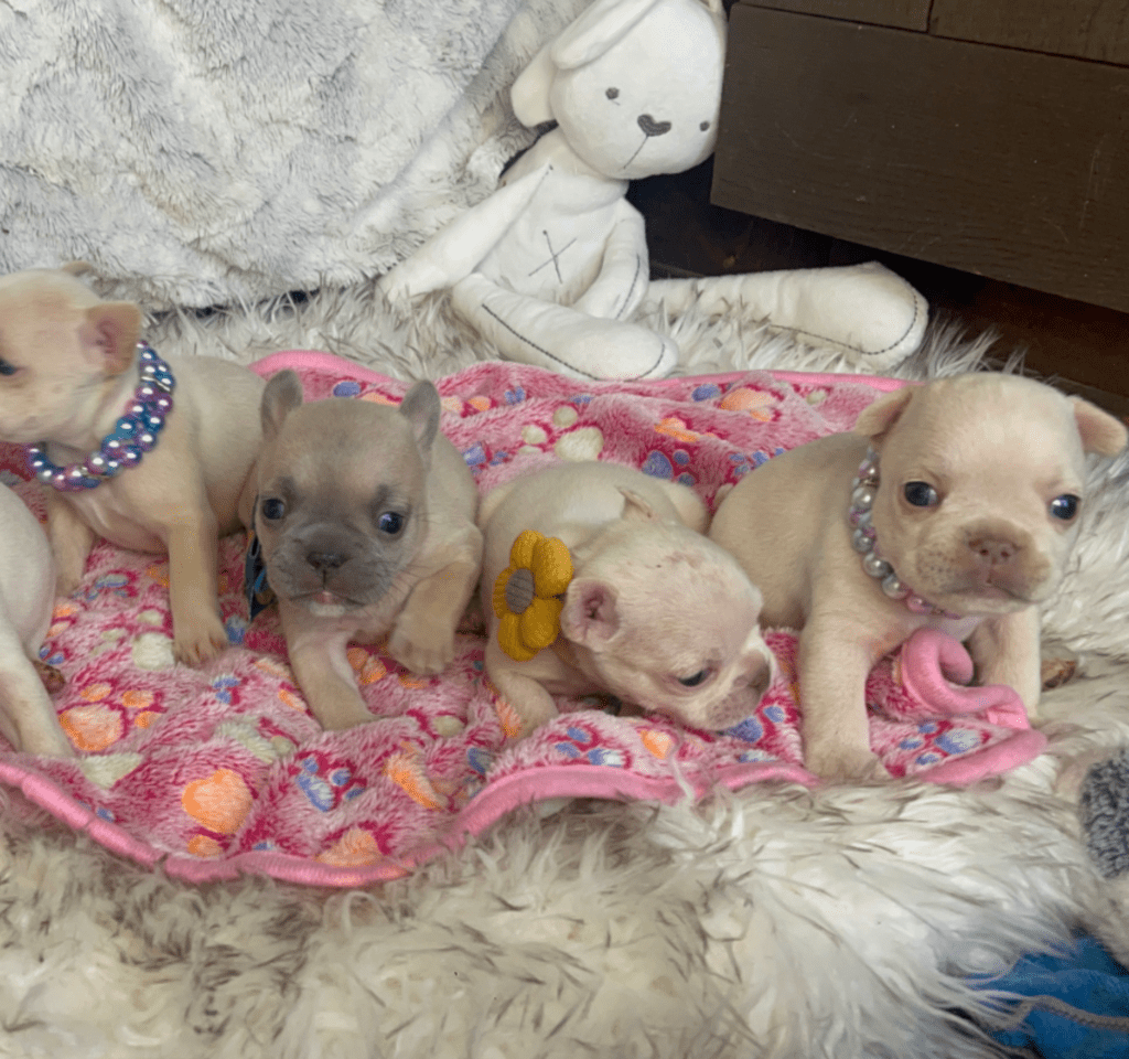 Skye Platinum French Bulldog Female | Born March 2nd 2023