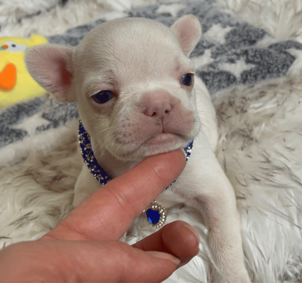 Sonoma Platinum French Bulldog Female | Born March 2nd 2023