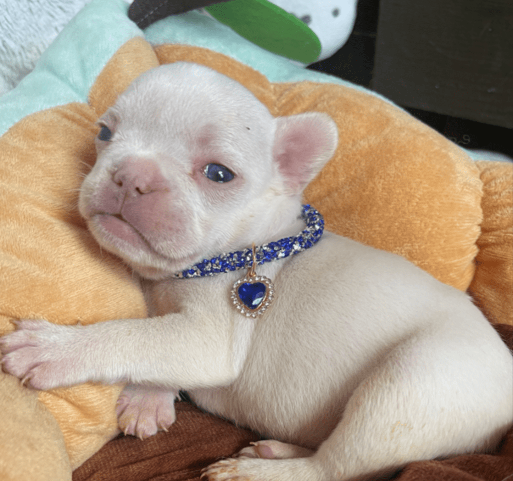 Sonoma Platinum French Bulldog Female | Born March 2nd 2023
