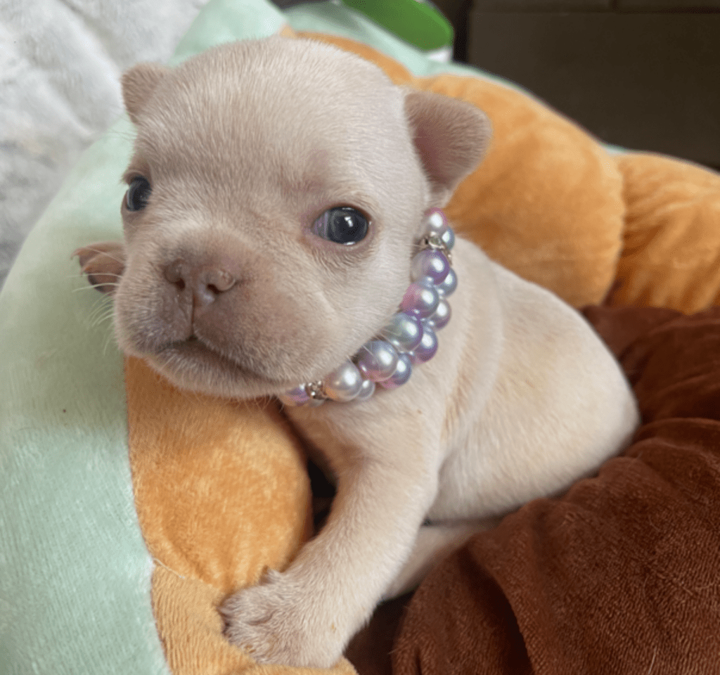 Sydney Platinum French Bulldog Female | Born March 2nd 2023