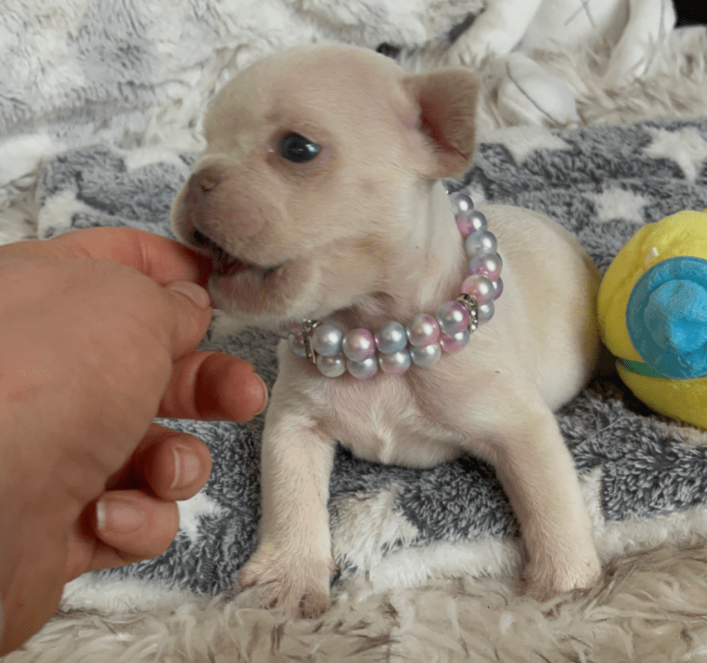 Sydney Platinum French Bulldog Female | Born March 2nd 2023