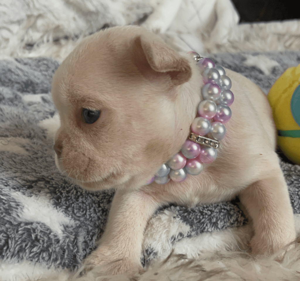 Sydney Platinum French Bulldog Female | Born March 2nd 2023