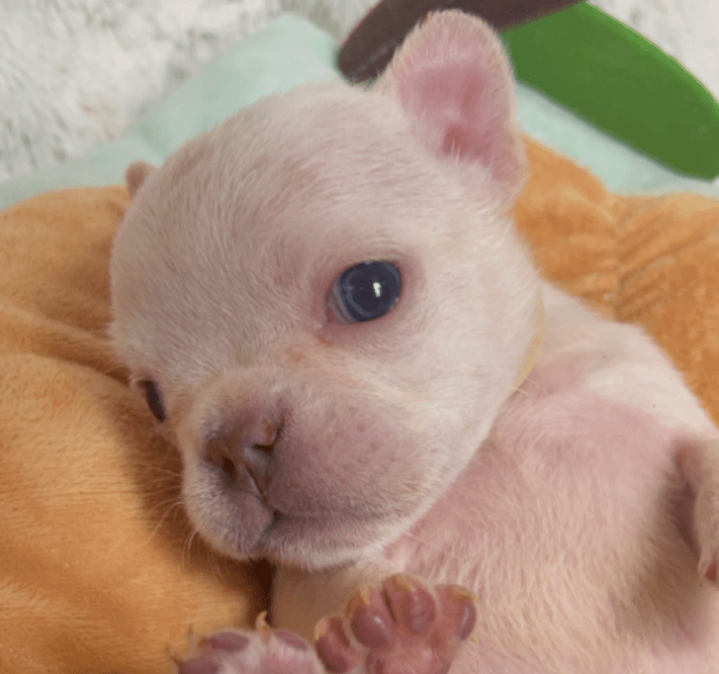 Star Platinum French Bulldog Female | Born March 2nd 2023