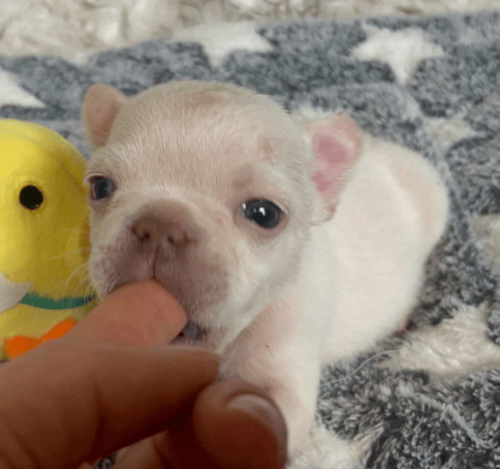 Star Platinum French Bulldog Female | Born March 2nd 2023