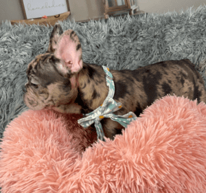Opal Chocolate Merle French Bulldog Female | Available Now!