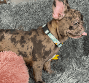 Opal Chocolate Merle French Bulldog Female | Available Now!