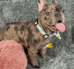 Opal Chocolate Merle French Bulldog Female | Available Now!