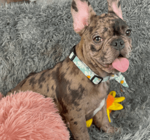 Opal Chocolate Merle French Bulldog Female | Available Now!