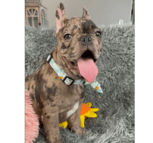 Opal Chocolate Merle French Bulldog Female | Available Now!
