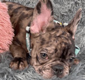 Opal Chocolate Merle French Bulldog Female | Available Now!
