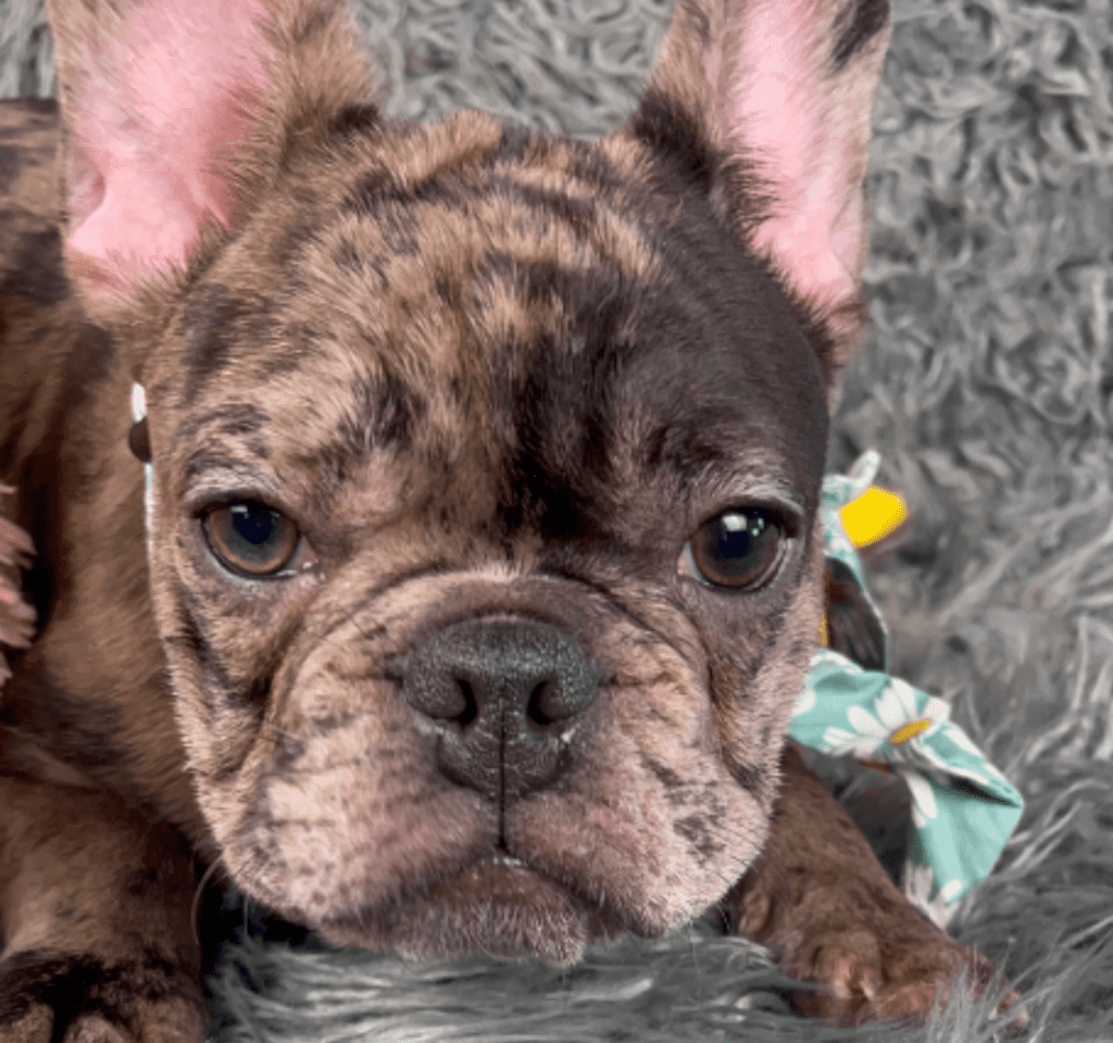 Opal Chocolate Merle French Bulldog Female | Available Now!