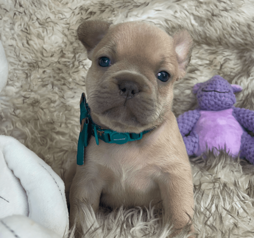 Tweed "Chubby" Lilac Fawn French Bulldog Female | Born March 4th 2023