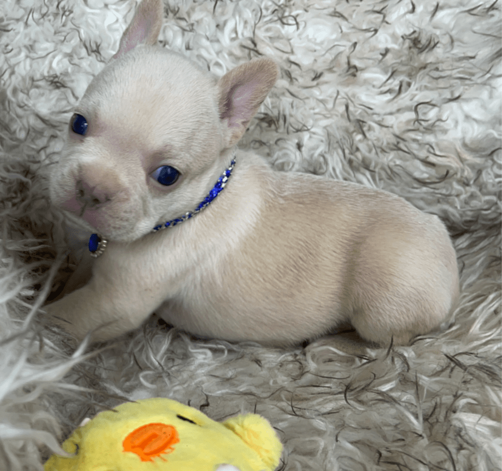 Trinity Platinum French Bulldog Female | Born March 4th 2023
