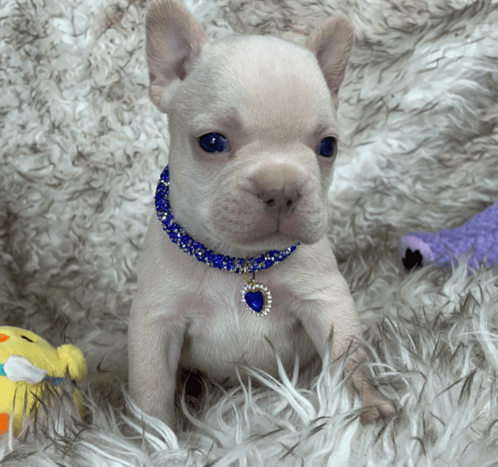 Trinity Platinum French Bulldog Female | Born March 4th 2023