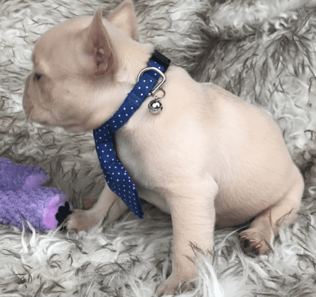 Tahoe Platinum French Bulldog Male | Born March 4th 2023