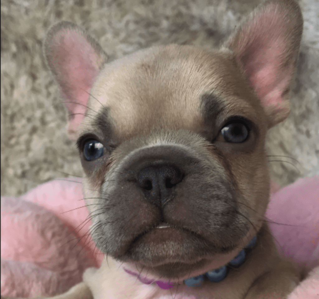 Rishi | Lilac Fawn French Bulldog Female | Born February 27th 2023