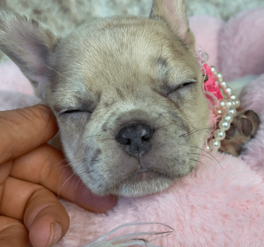 Ren | Lilac Fawn Merle French Bulldog Female | Born February 27th 2023