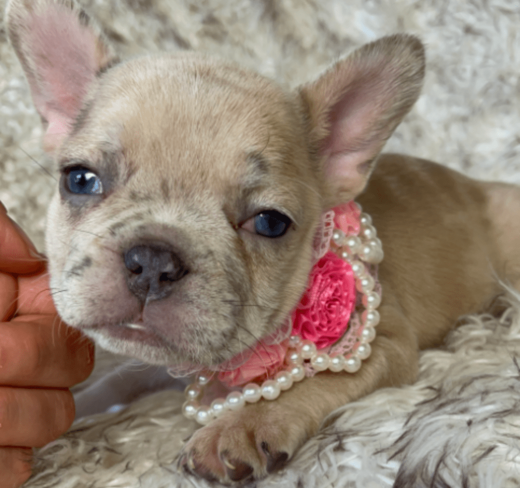 Ren | Lilac Fawn Merle French Bulldog Female | Born February 27th 2023