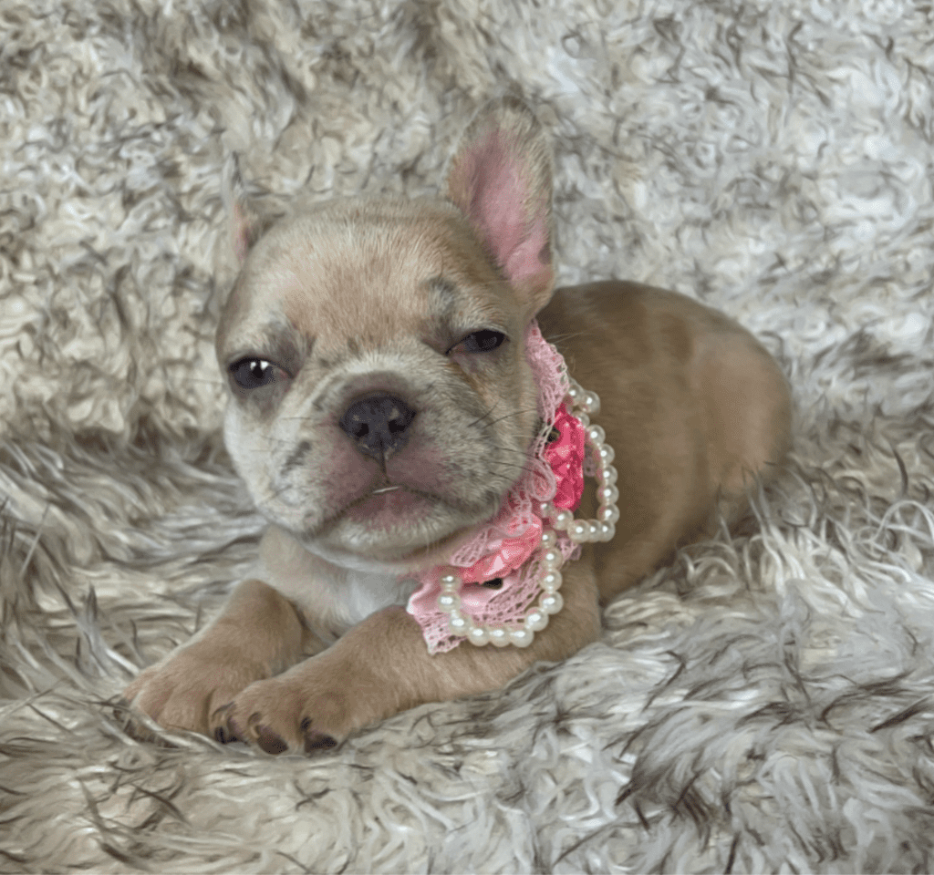Ren | Lilac Fawn Merle French Bulldog Female | Born February 27th 2023