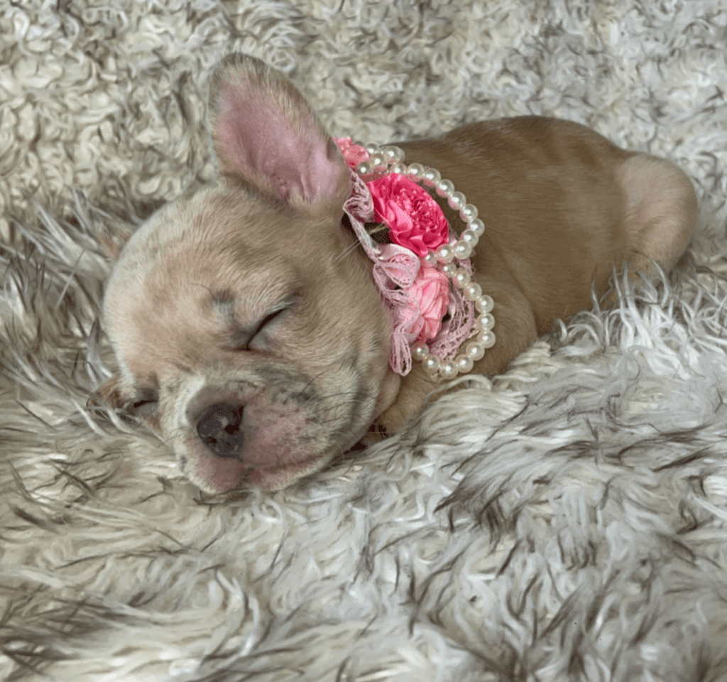 Ren | Lilac Fawn Merle French Bulldog Female | Born February 27th 2023