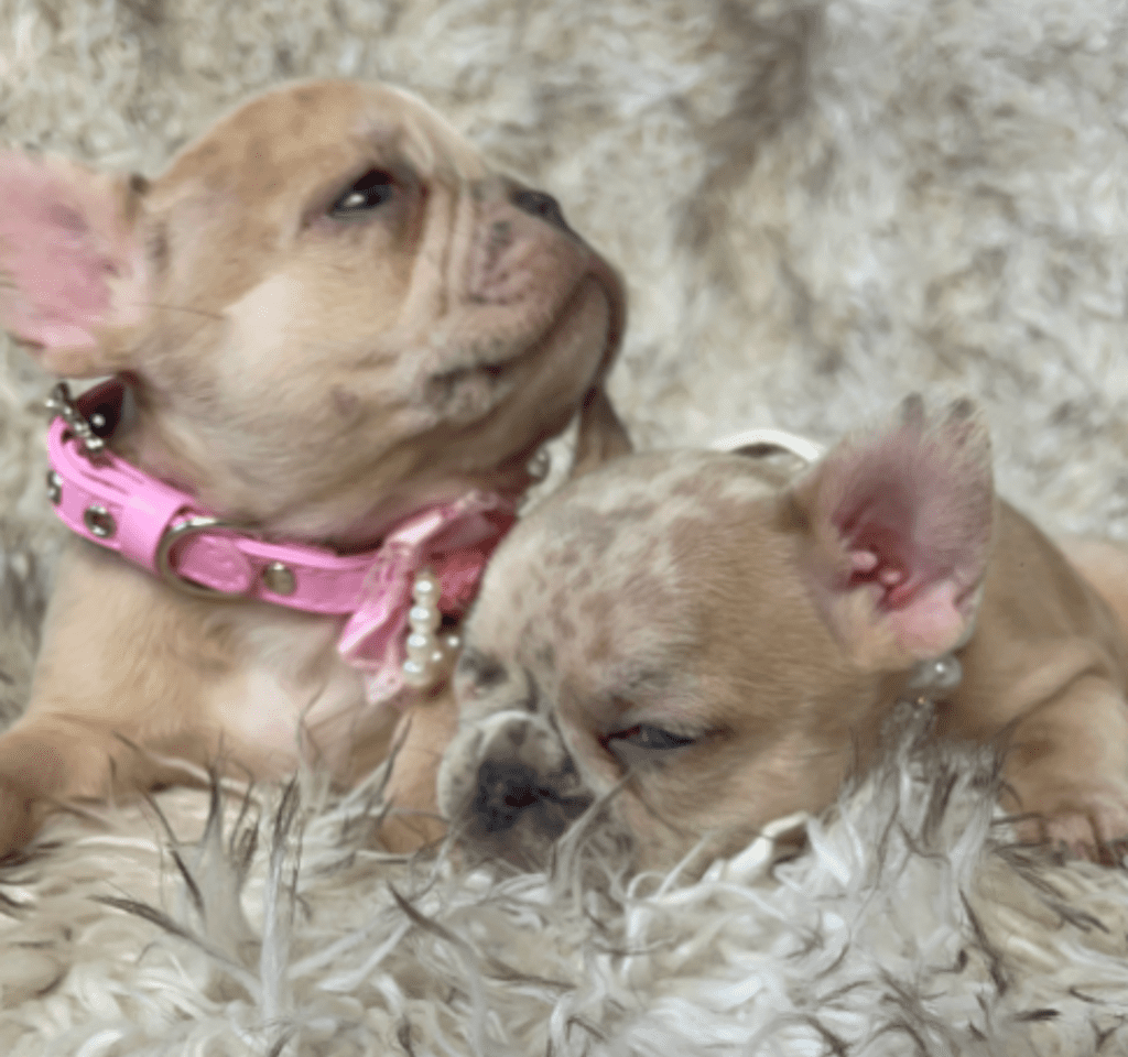Ren | Lilac Fawn Merle French Bulldog Female | Born February 27th 2023