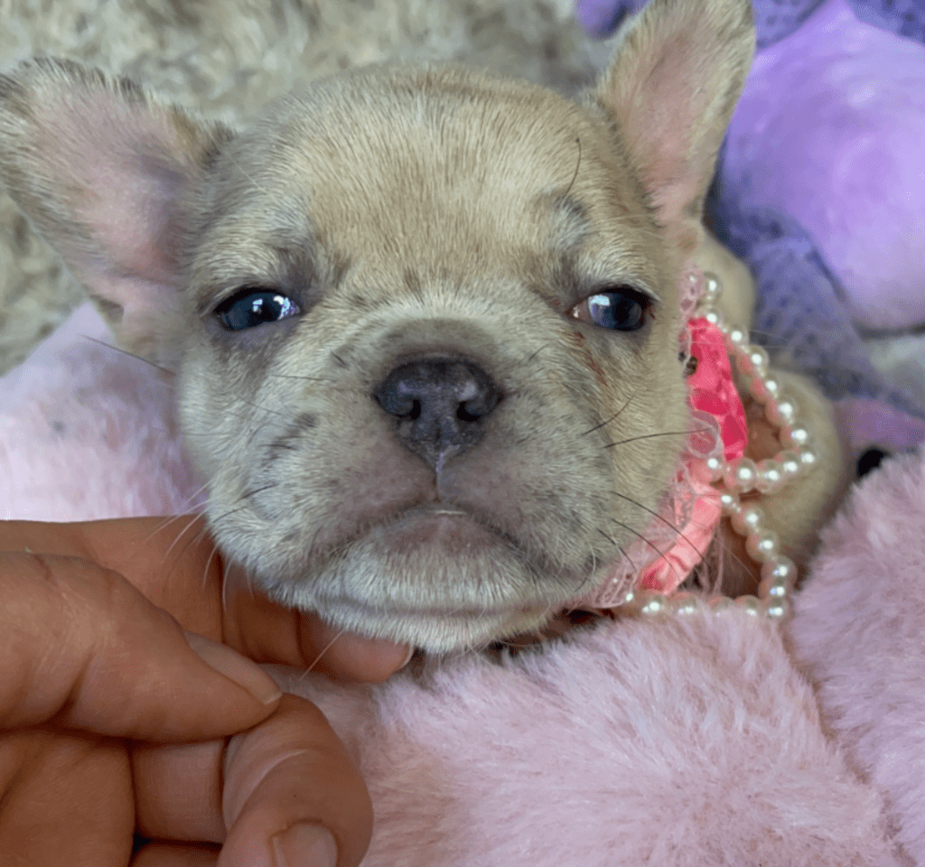 Ren | Lilac Fawn Merle French Bulldog Female | Born February 27th 2023