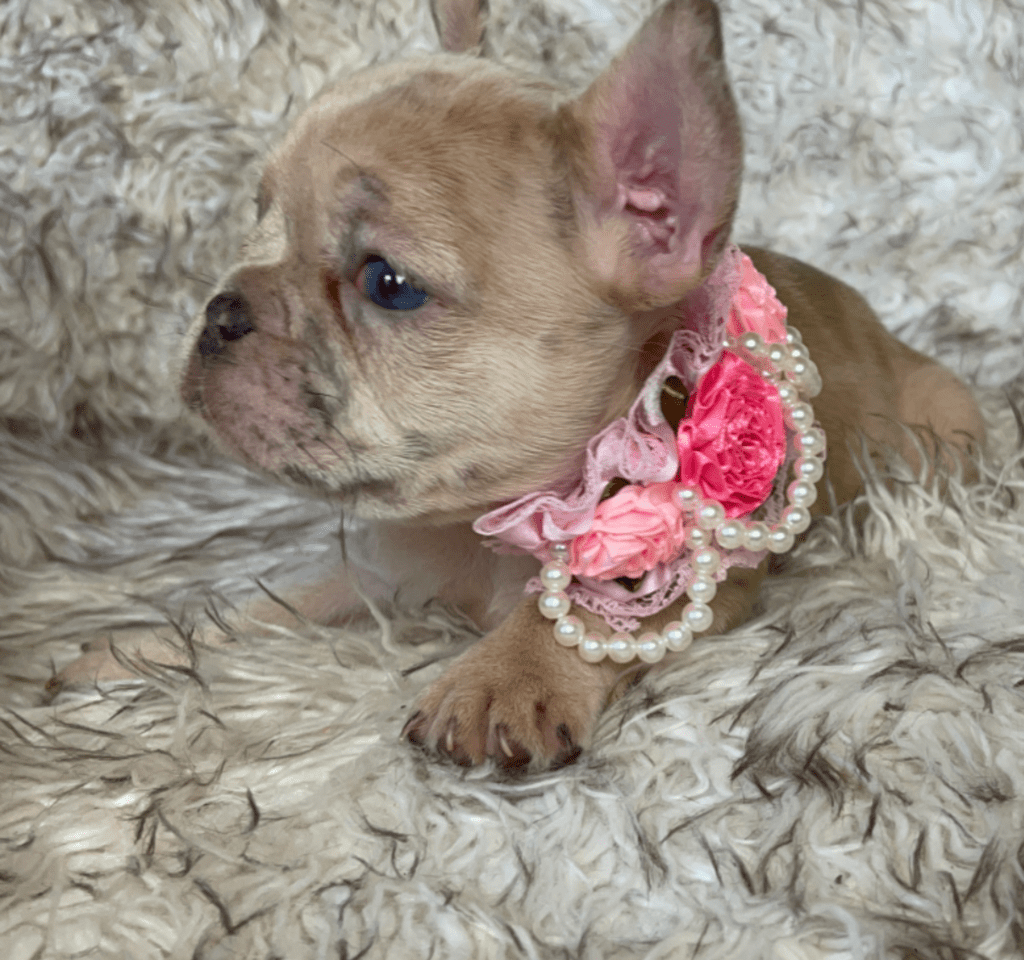 Ren | Lilac Fawn Merle French Bulldog Female | Born February 27th 2023