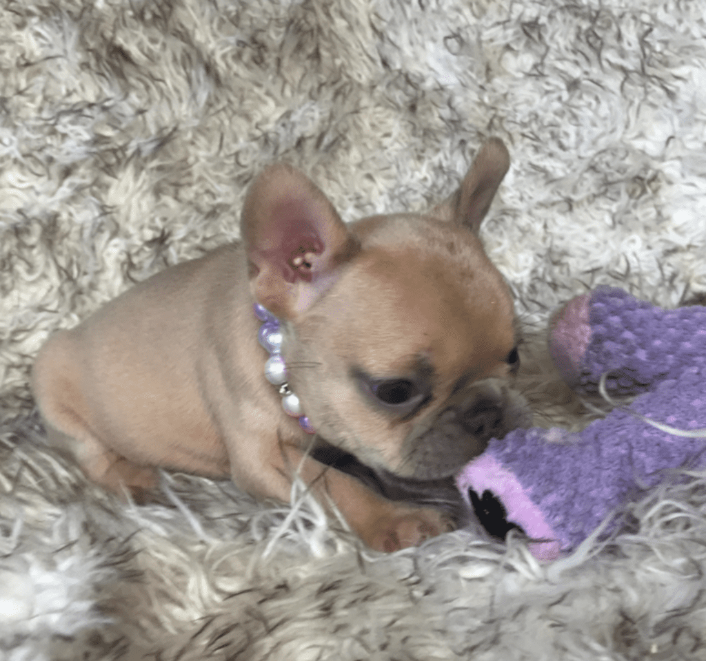 Ruby | Lilac Fawn French Bulldog Female | Born February 27th 2023
